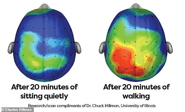 Just 20 minutes of walking can prime the brain to take in and retain new information, neuroscience research has shown.  These positive effects can be seen in the areas of the brain involved in decision making, stress management and planning our behaviour.